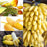 yanbirdfx Blumen Samen für Garten und Balkon-100 Stück Seltene Zwerg Bananenbaum Samen Mini Bonsai Exotische Hausgarten Obstpflanzen