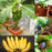 yanbirdfx Blumen Samen für Garten und Balkon-100 Stück Seltene Zwerg Bananenbaum Samen Mini Bonsai Exotische Hausgarten Obstpflanzen